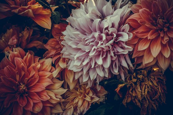 Échelle télescopique renforcée : robustesse et sécurité assurées