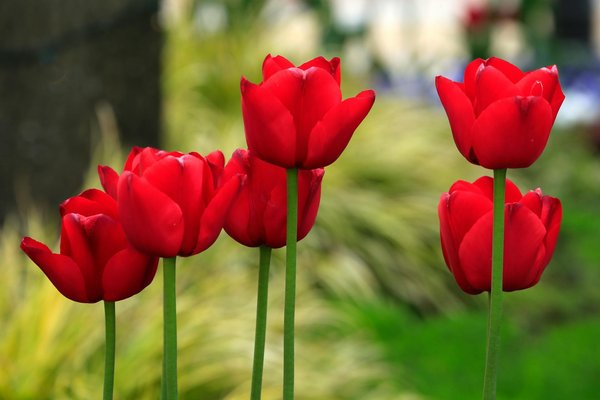 Faire mourir un arbre avec de l'acide : méthode et précautions