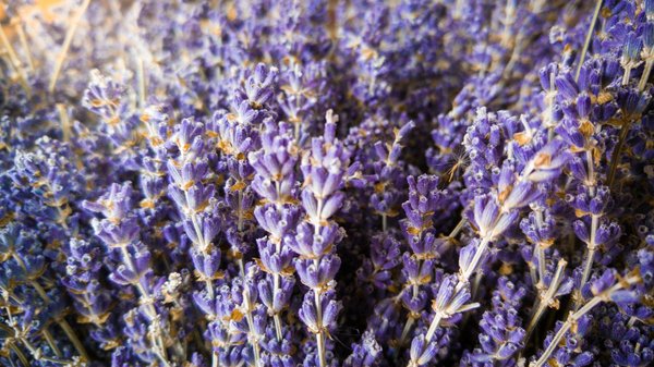 Découvrez les avantages du volet en ligne pour votre maison